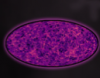 Vwhat universe.png