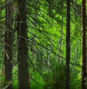A pixelated stock photo of a forest.